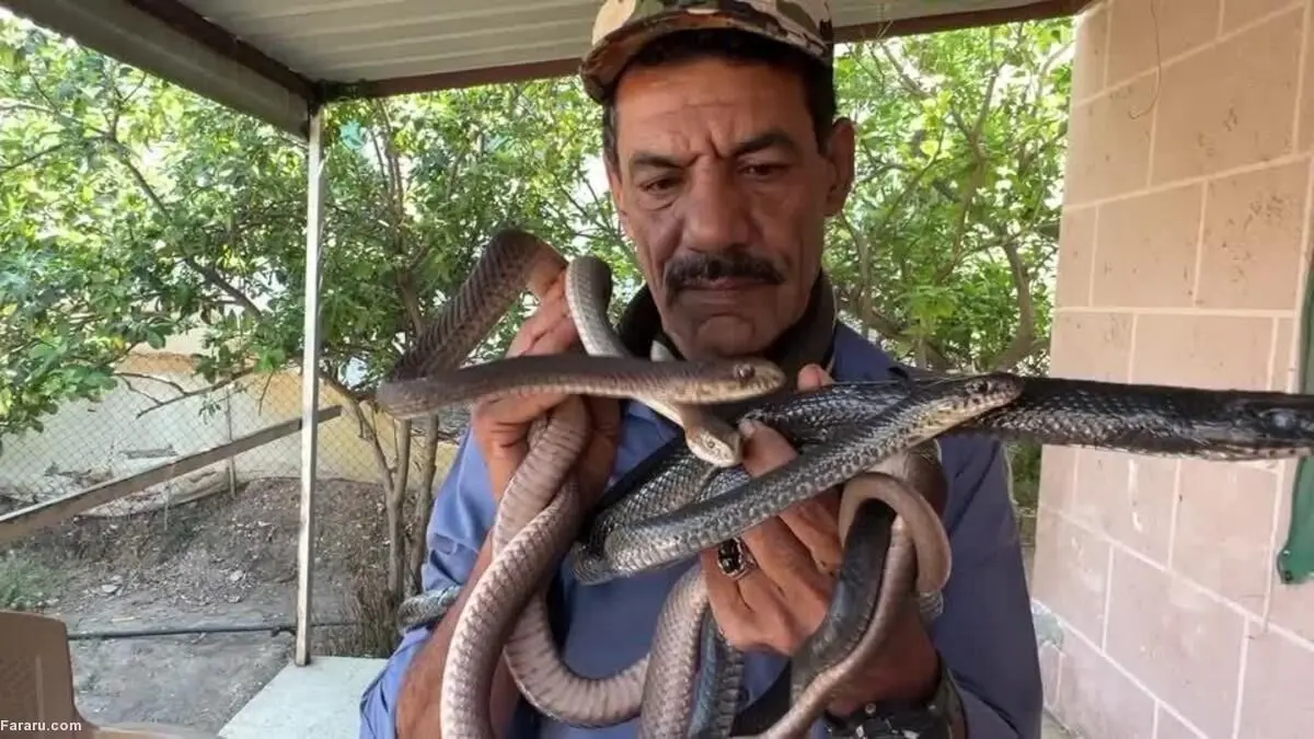 (ویدئو) ملاقات با شکارچی مارها در اردن