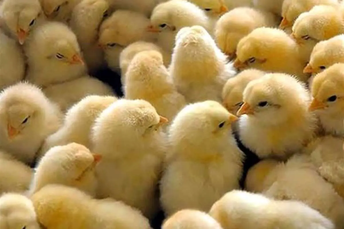 ورود دادستانی به ماجرای جوجهکُشی در اردبیل