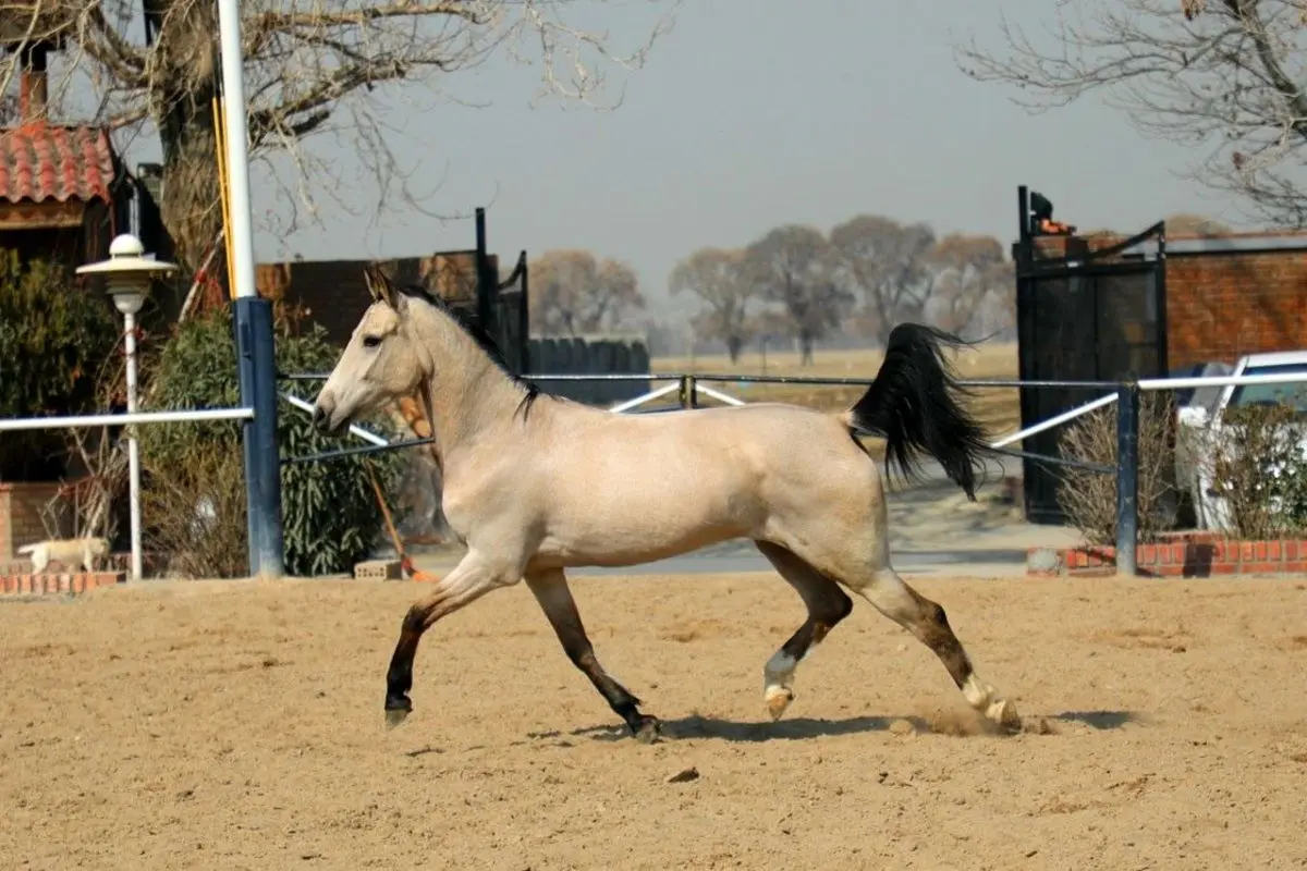 مادیان و کره اسب چند؟