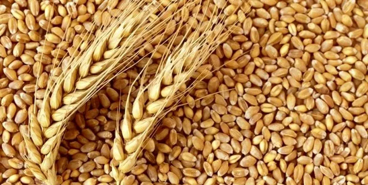 جهان فقط ۱۰ هفته ذخیره گندم دارد