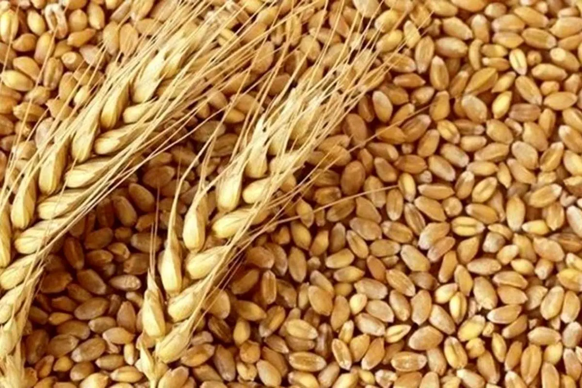 جهان فقط ۱۰ هفته ذخیره گندم دارد