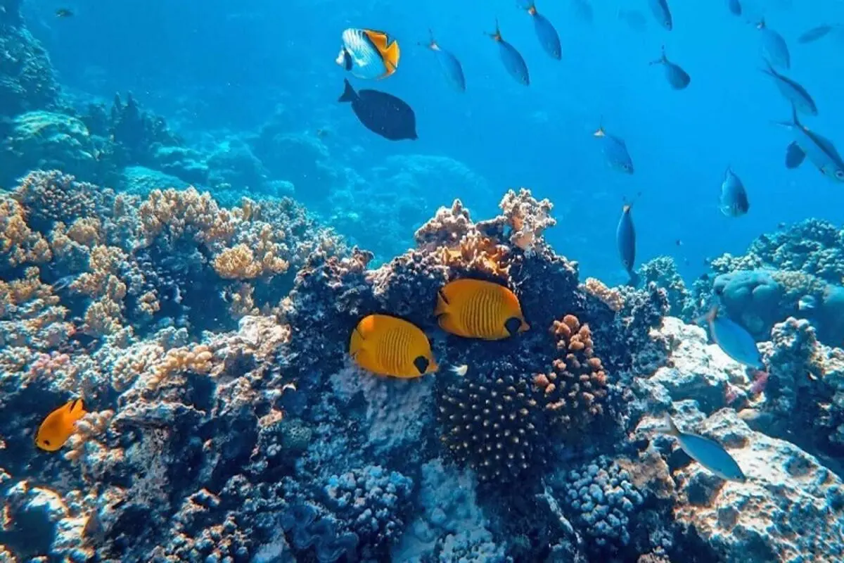 ردیابی سلامت صخره‌های مرجانی توسط هوش مصنوعی!