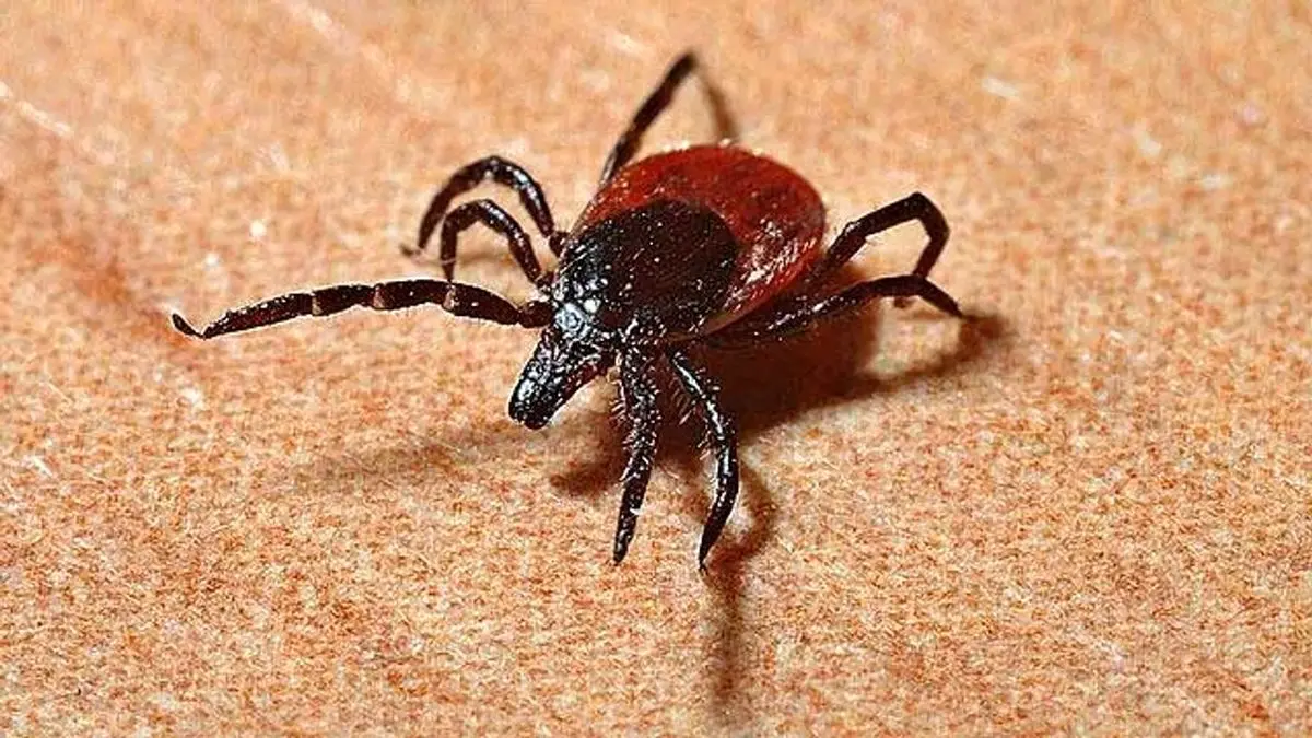 جگر و گوشت آبدار نخورید؛ ۹ نفر به تب کریمه کنگو مبتلا شدند
