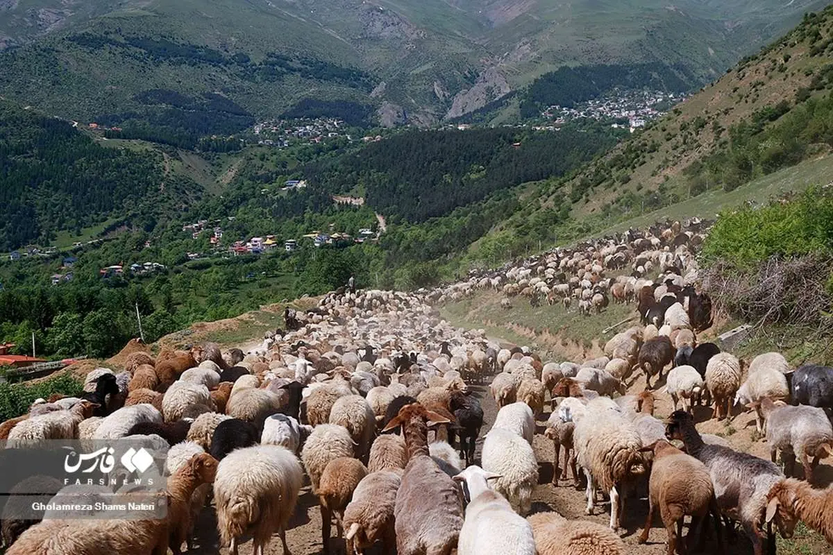 (تصاویر) کوچ دامداران به مراتع در مازندران