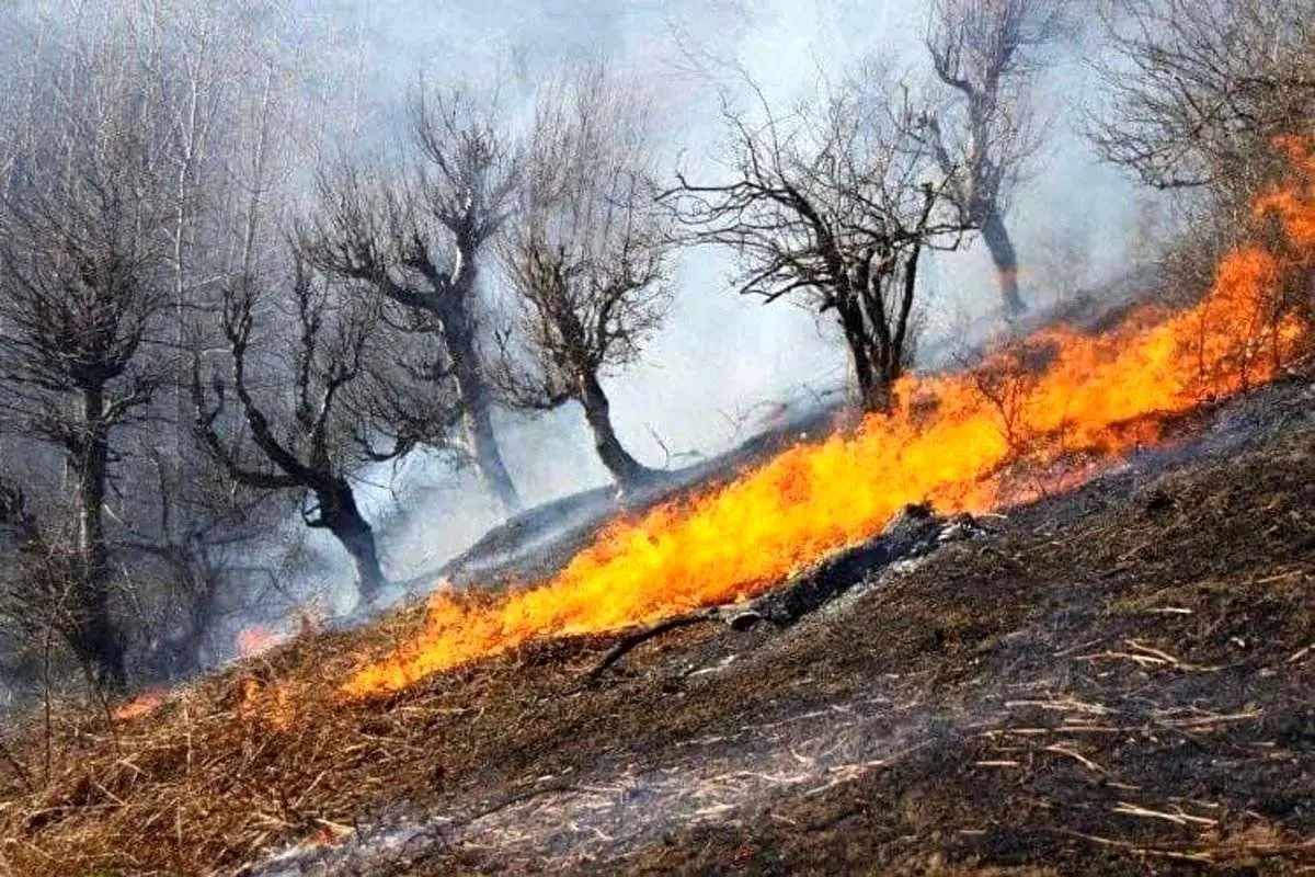 (ویدئو) آتشسوزی جنگلهای نورستان درپی نزاع میانگروهی طالبان