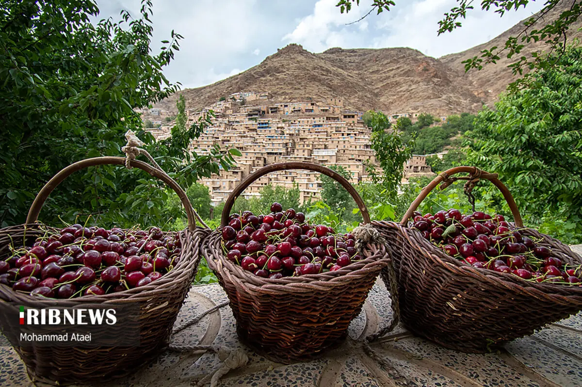 (تصاویر) آغاز برداشت گیلاس در کردستان