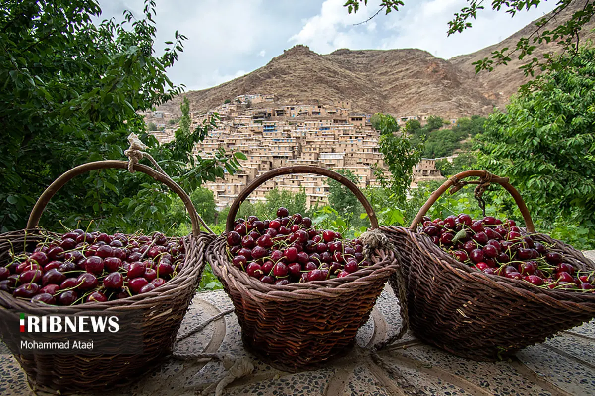 (تصاویر) آغاز برداشت گیلاس در کردستان