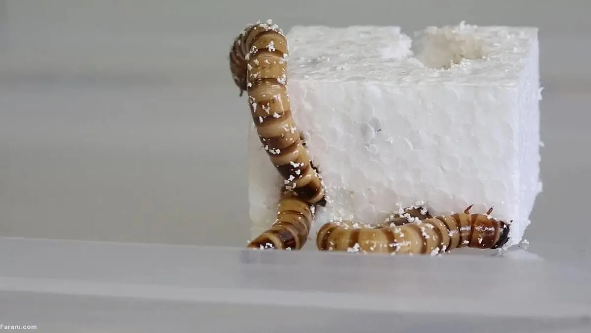 (ویدئو) کشف یک گونه کِرم که پلاستیک می‌خورد