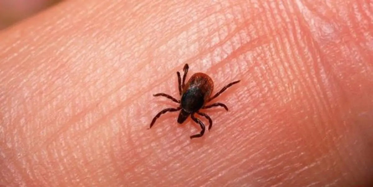تب کریمه کنگو به خوزستان رسید؛ فوت یک مادر باردار در شادگان