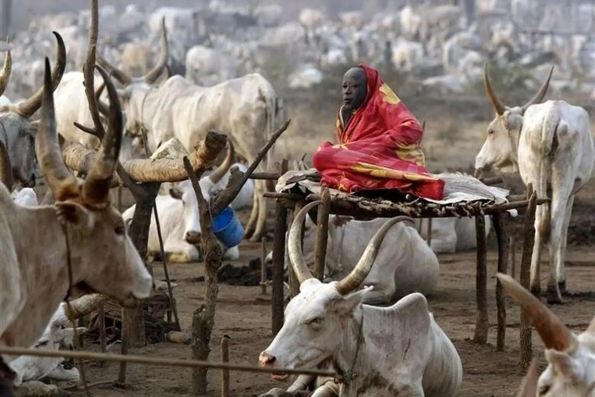 حکم حبس برای یک گاو در سودان جنوبی