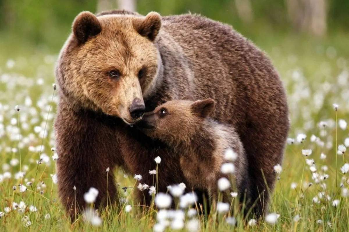 (ویدئو) پرسه خرس قهوه‌ای و توله‌اش در جنگل‌های مازندران