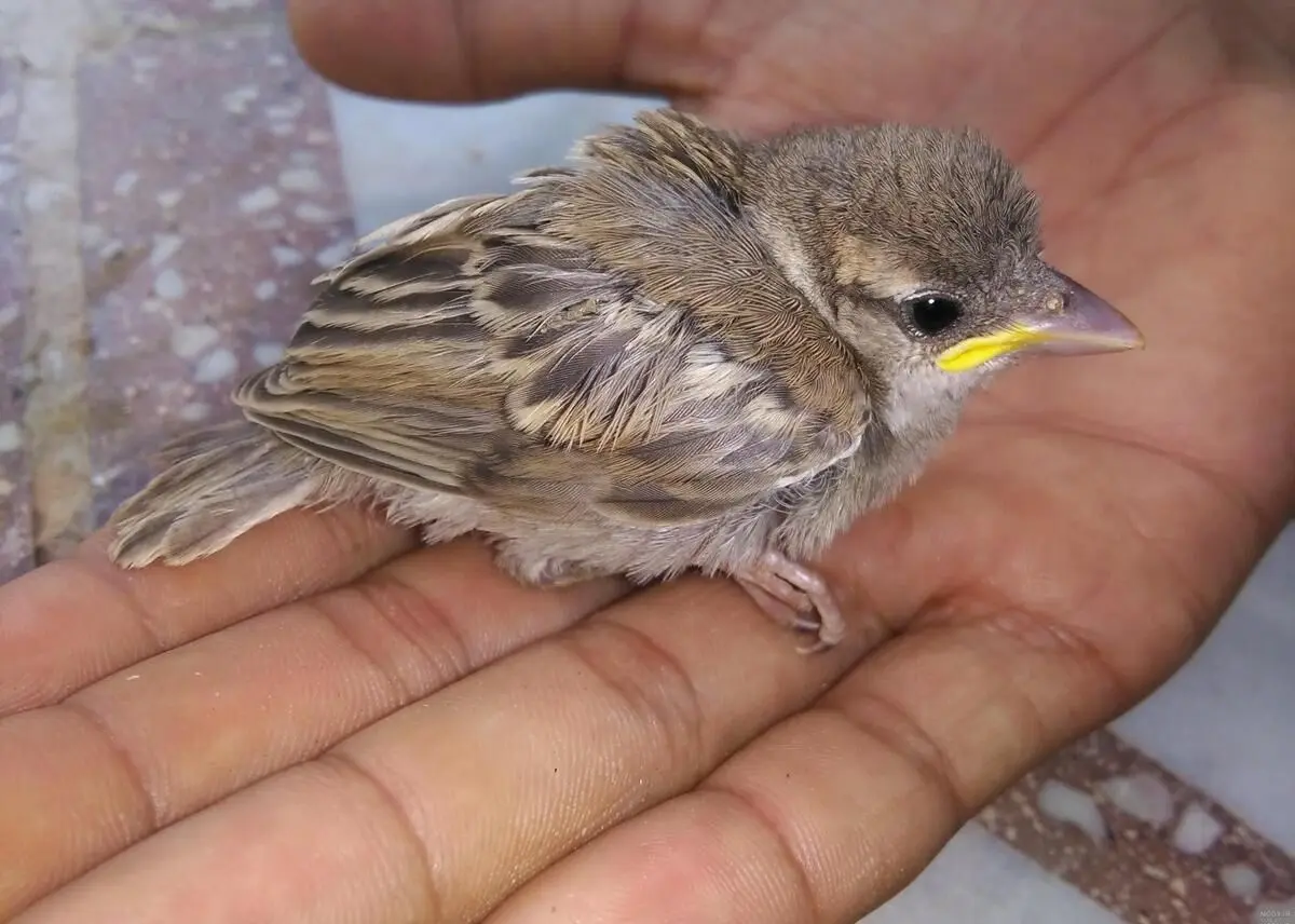 (ویدئو) ماجرای جالب نجات یک گنجشک به وسیله آتش‌نشان‌های تهران