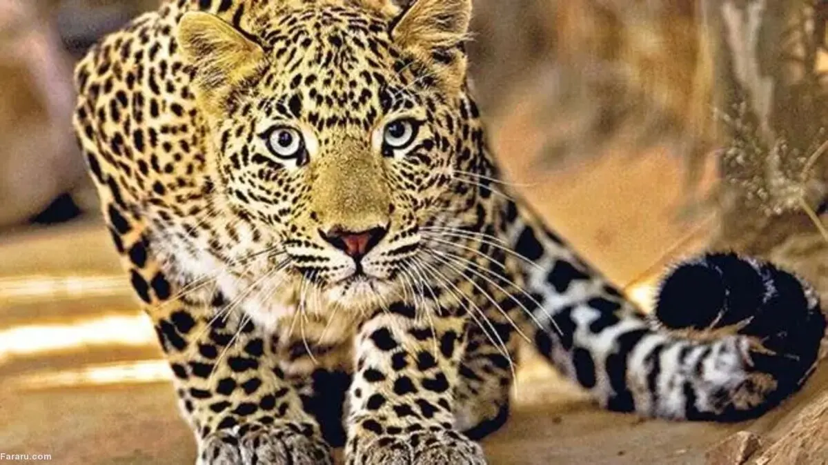 (ویدئو) حمله ناگهانی پلنگ به یک دوچرخه‌سوار