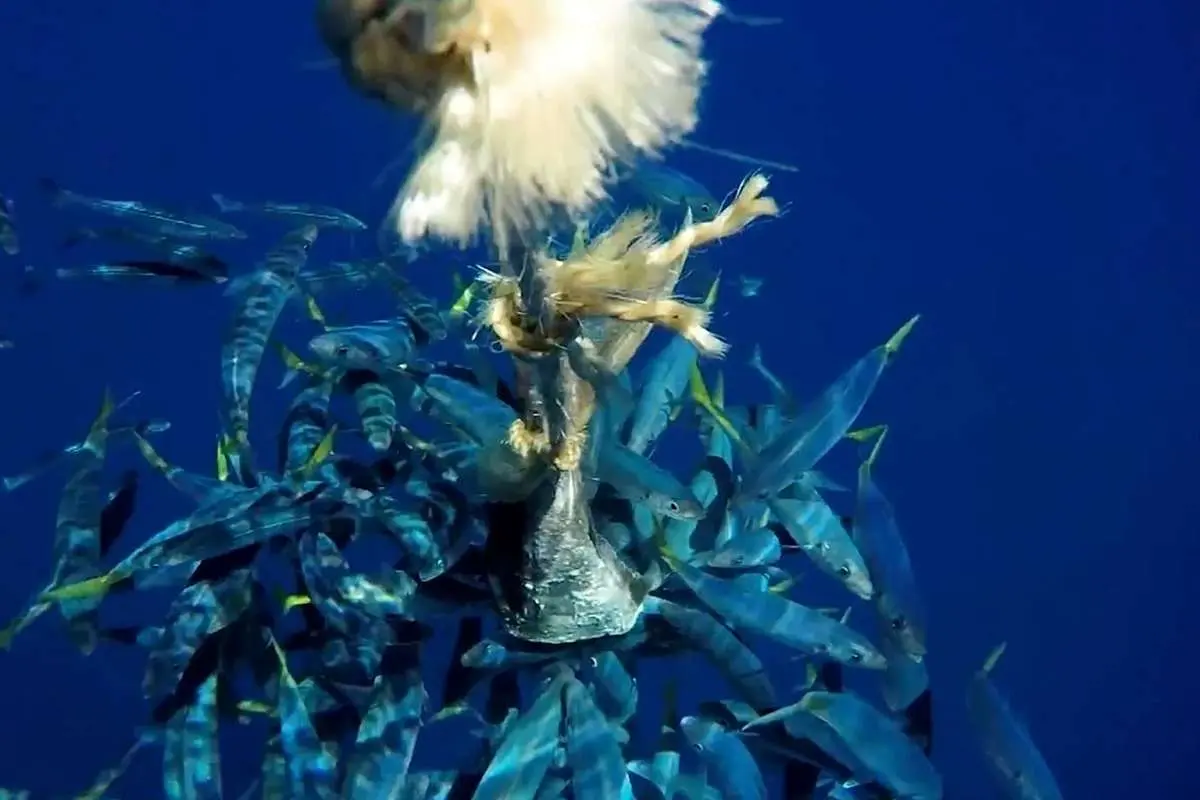 (ویدئو) تصویربرداری از شکار کردن کوسه از نزدیکترین فاصله