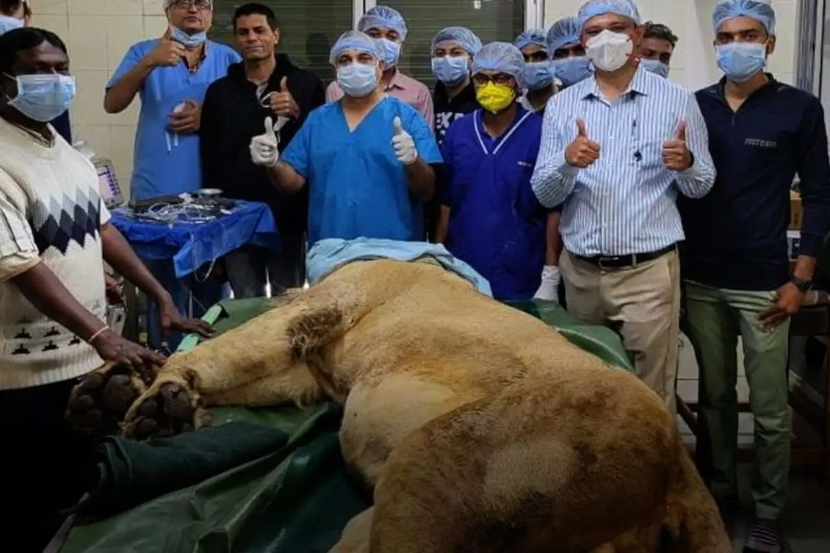 (ویدئو) با عمل آب‌ مروارید یک شیر از کوری نجات یافت