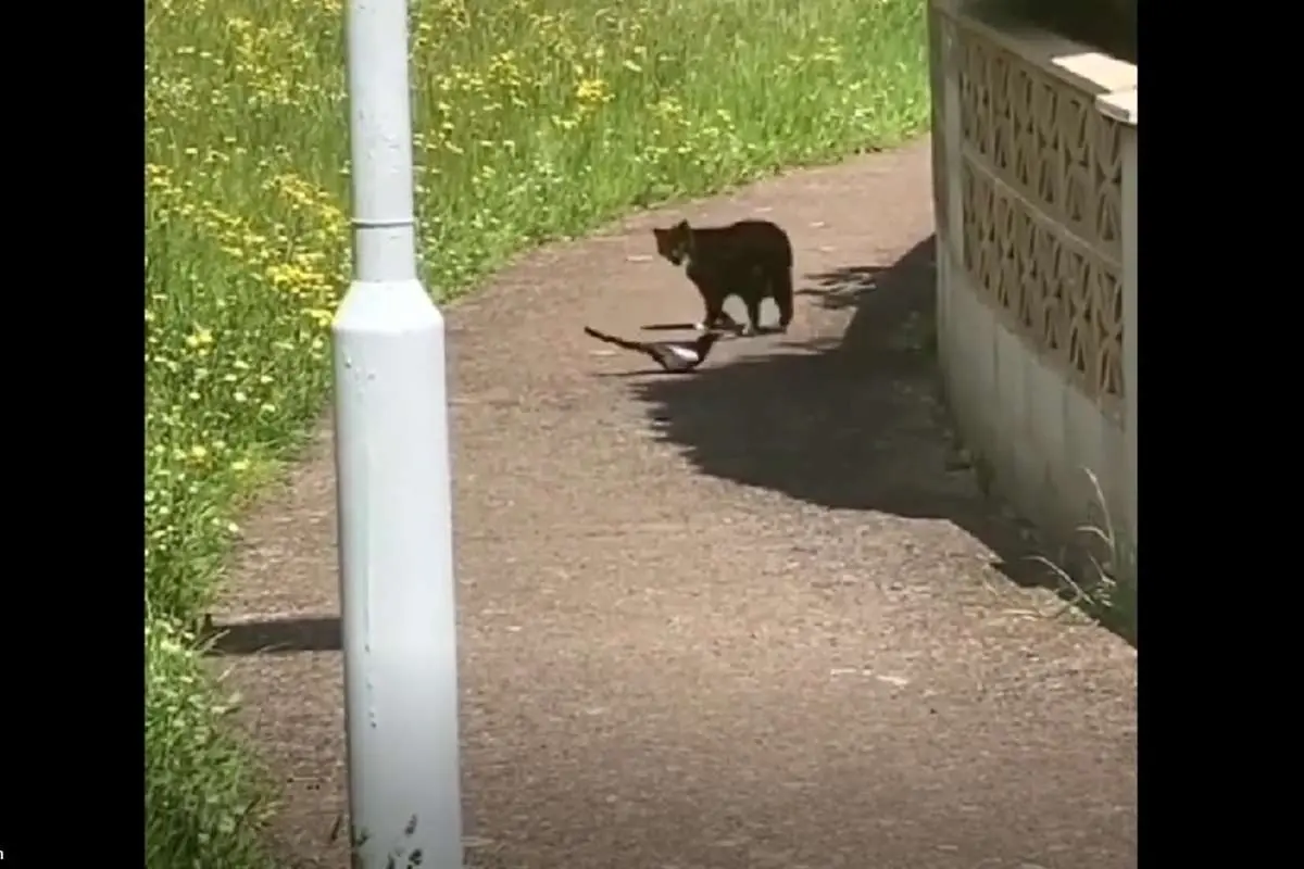 (ویدئو) کلاغ به تعقیب گربه پرداخت!