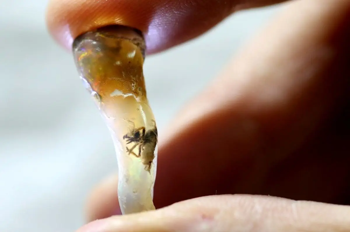 (تصاویر) کشف فسیل یک حشره عجیب در سنگ عقیق