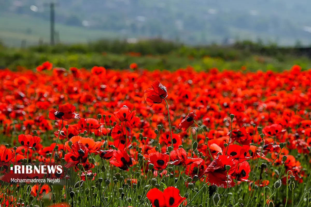 (تصاویر) دشت شقایق‌های وحشی در مازندران