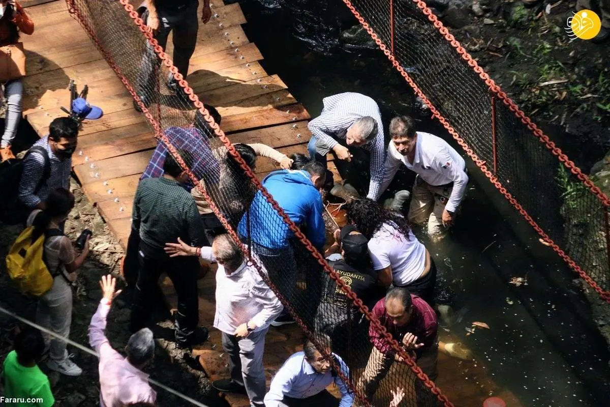 (ویدئو) فروریختن پل معلق در روز افتتاح؛ سقوط شهردار و ۲۵ نفر!