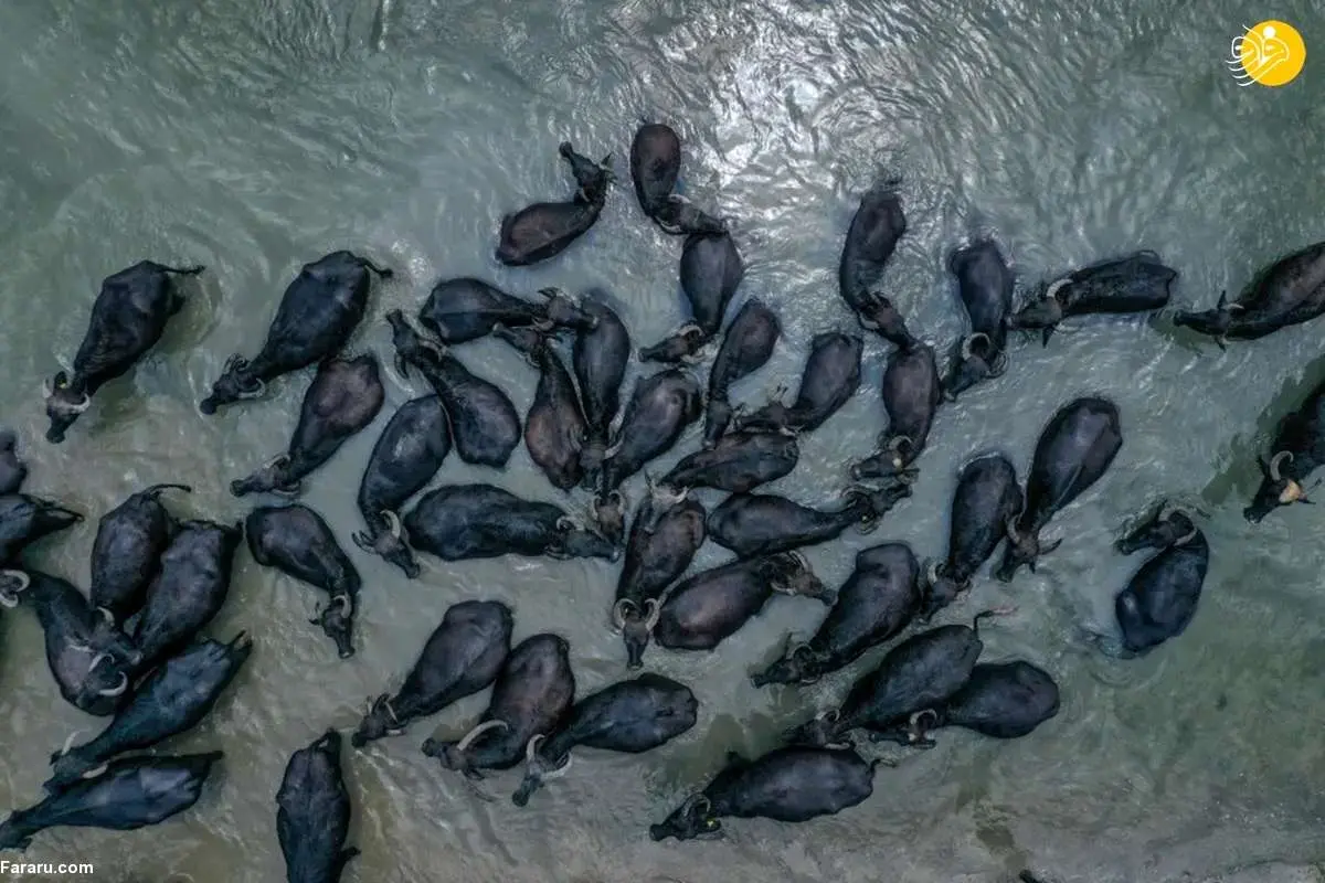 تصاویر منتخب حیات وحش در یک هفته