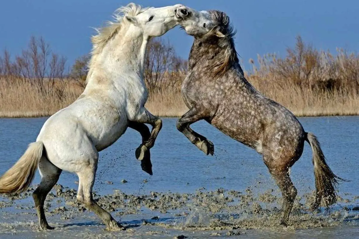 بدترین پدران در قلمروی حیوانات