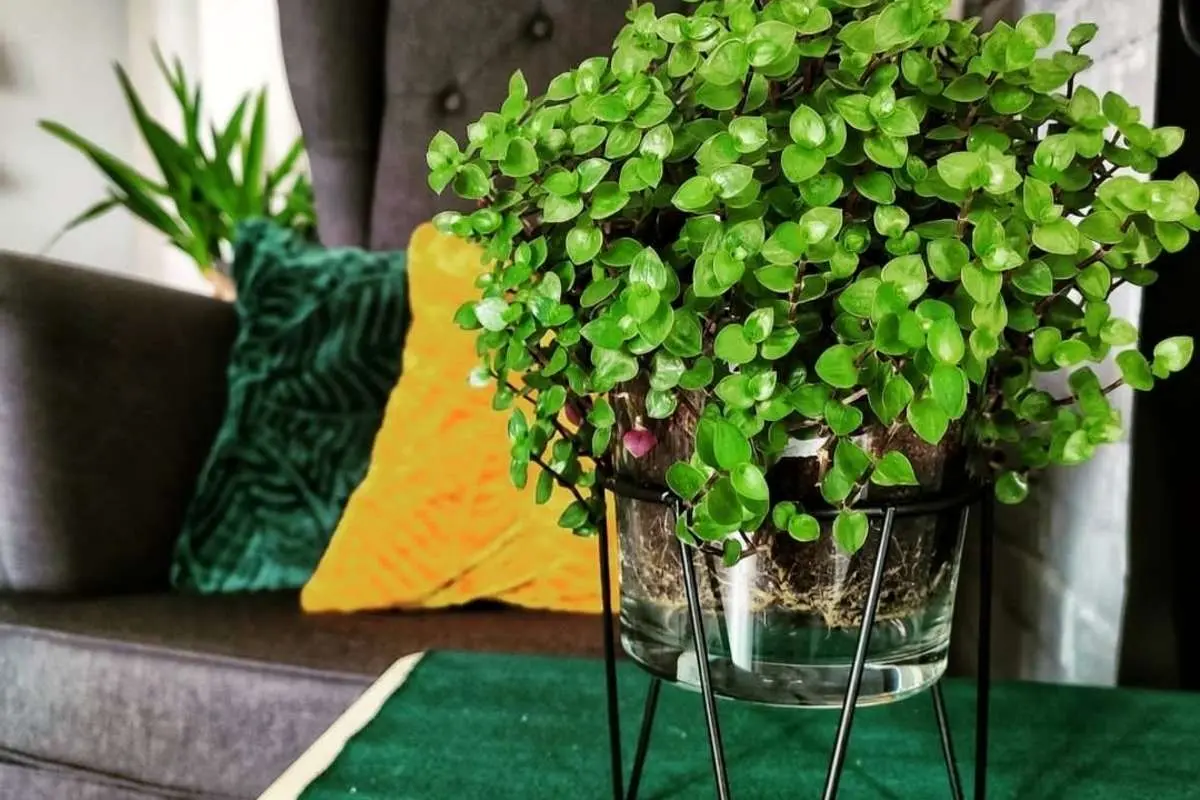 روش‌های نگهداری، پرورش و تکثیر گیاه «کالیسیا» یا «برگ بیدی مینیاتوری»