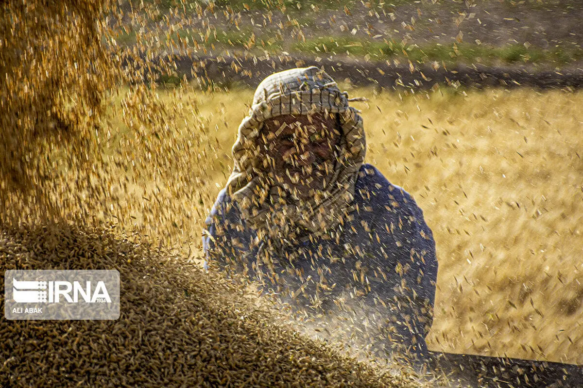 (تصاویر) برداشت گندم از مزارع