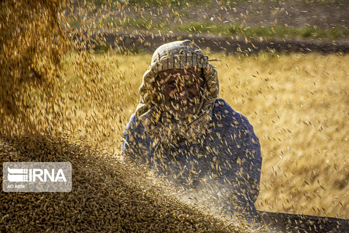 (تصاویر) برداشت گندم از مزارع