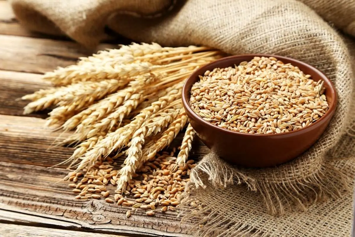 قیمت جهانی گندم به چقدر رسید؟