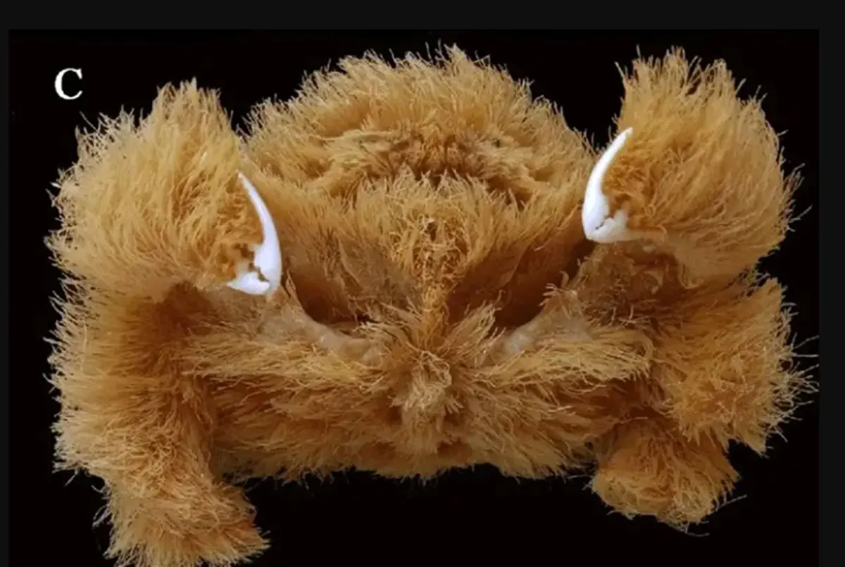 (تصاویر) کشف گونه جدیدی از یک خرچنگ پوشیده از مو!