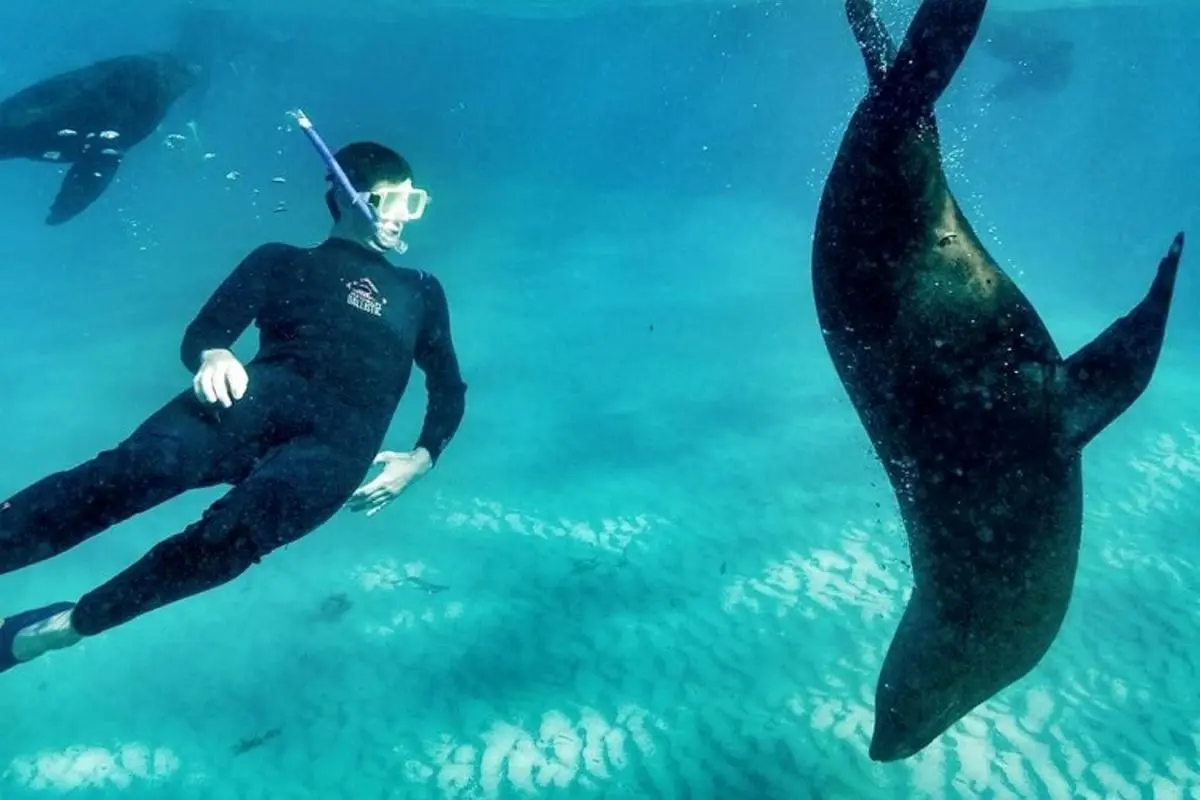 قدرت شنوایی انسان در زیر آب، بهتر از فوک هاست!