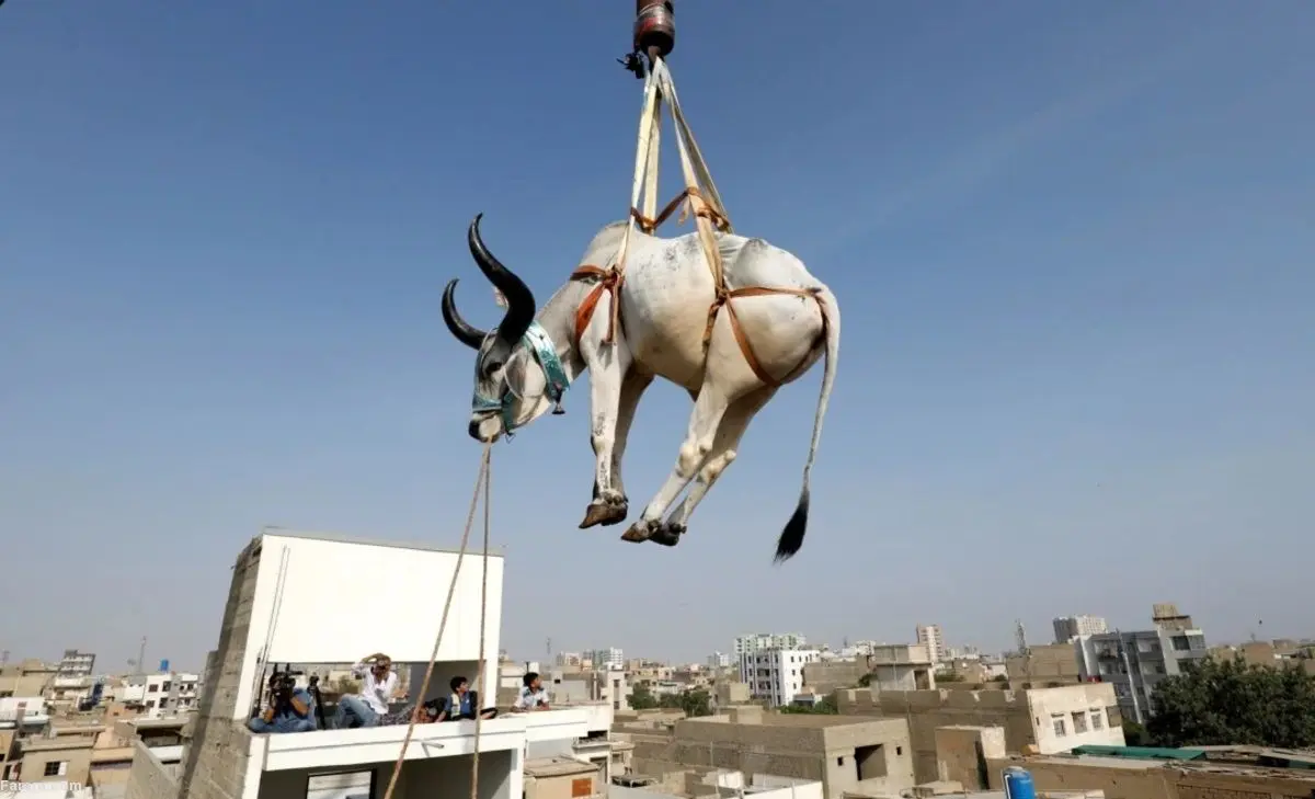 (ویدئو) آماده سازی گاو‌ها روی پشت‌بام برای عید قربان