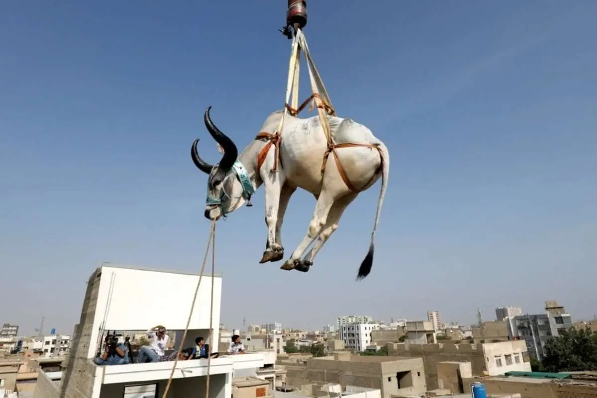 (ویدئو) آماده سازی گاوها روی پشتبام برای عید قربان