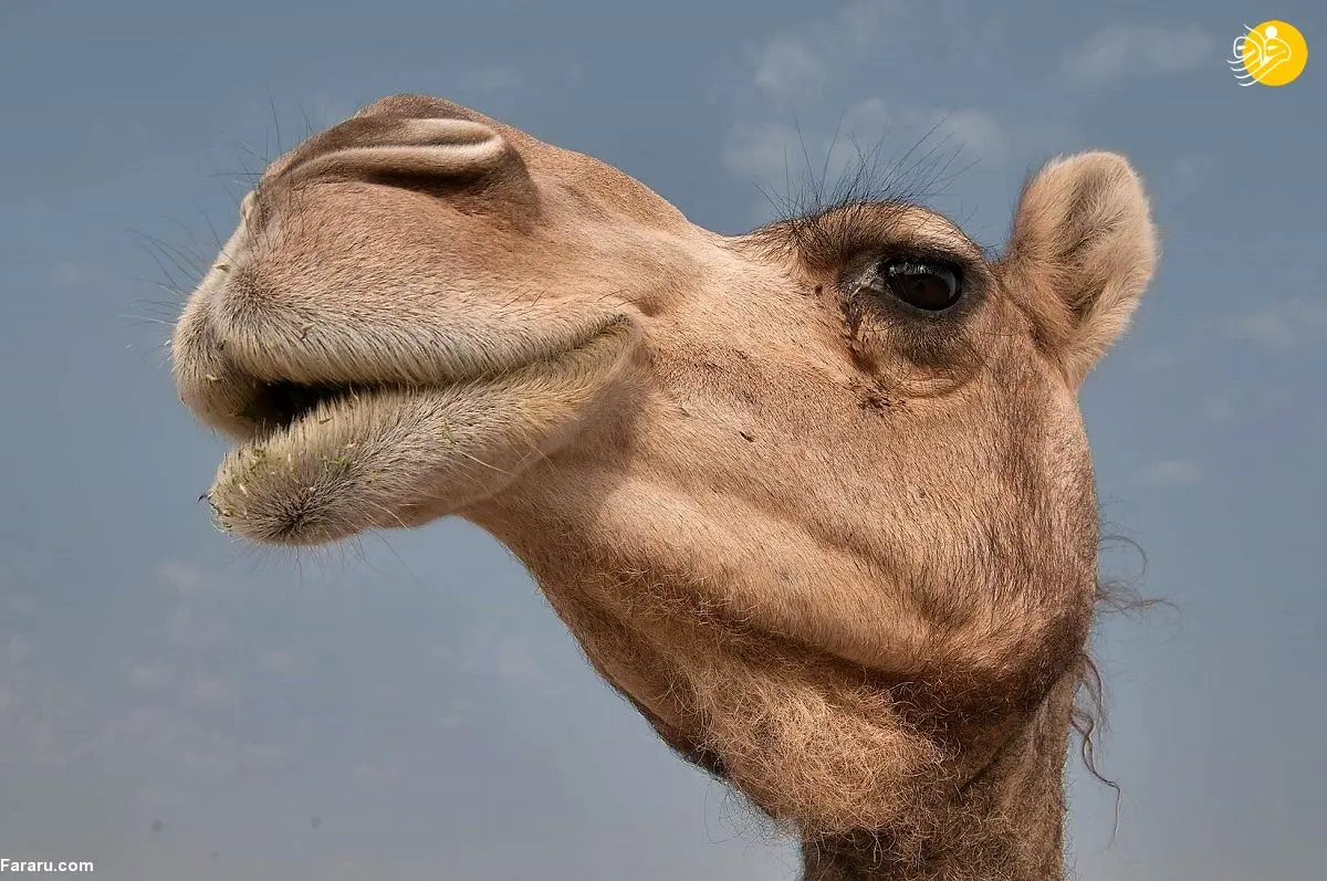 (ویدئو) وحشت یک مرد از ورود شتر به داخل خودرو!