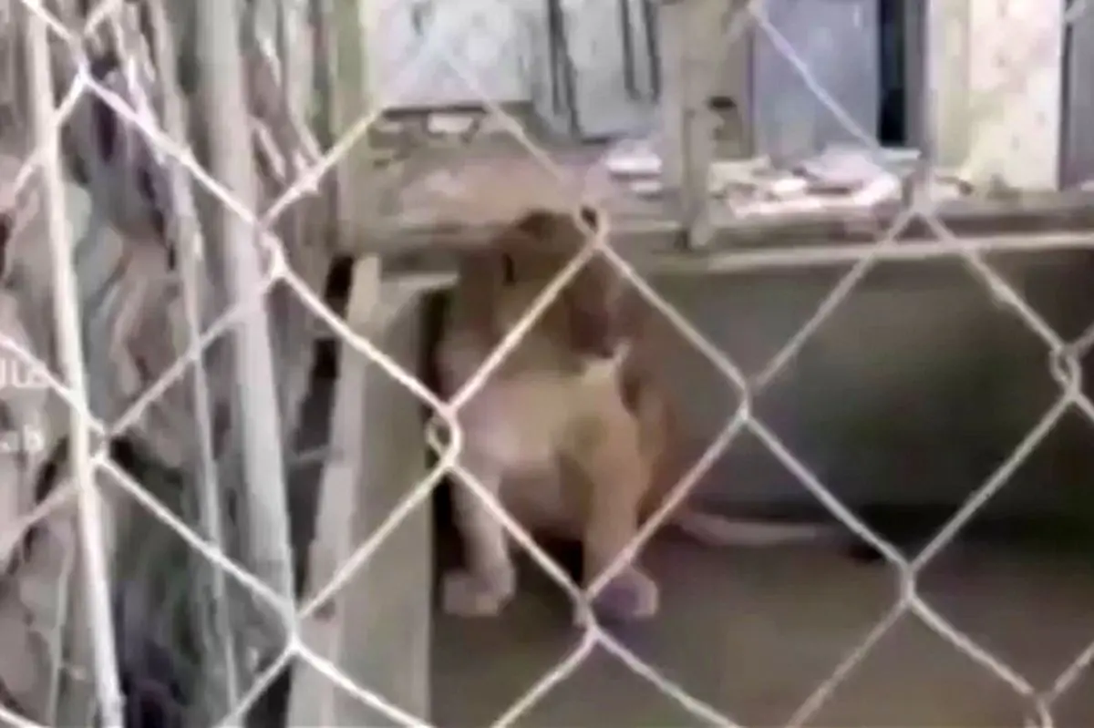 (ویدئو) کشف باغ وحش خانگی عجیب در اصفهان