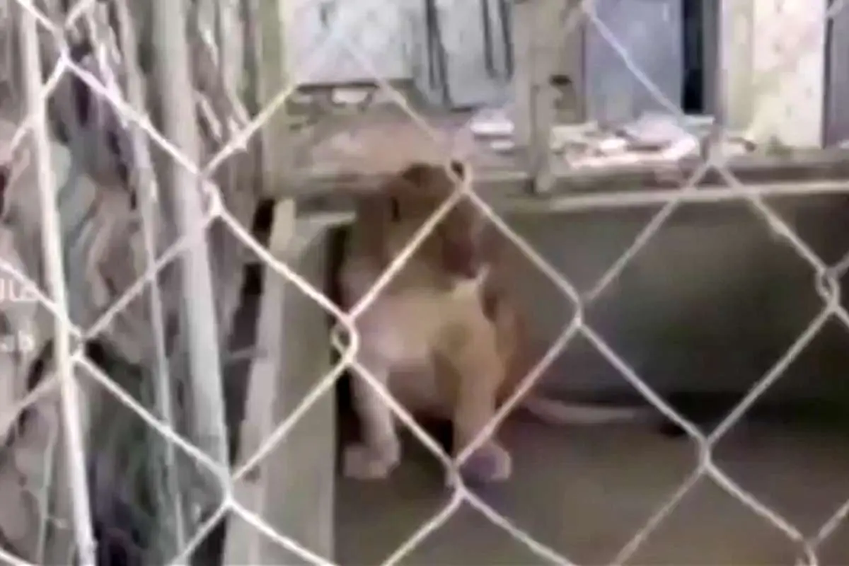 (ویدئو) کشف باغ وحش خانگی عجیب در اصفهان