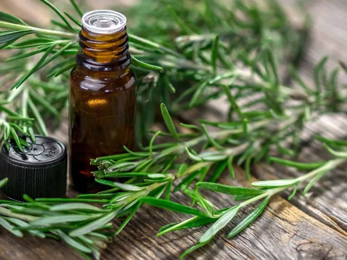 ۶ چاشنی معطر تابستانی که خواص معجزه‌آسا دارند