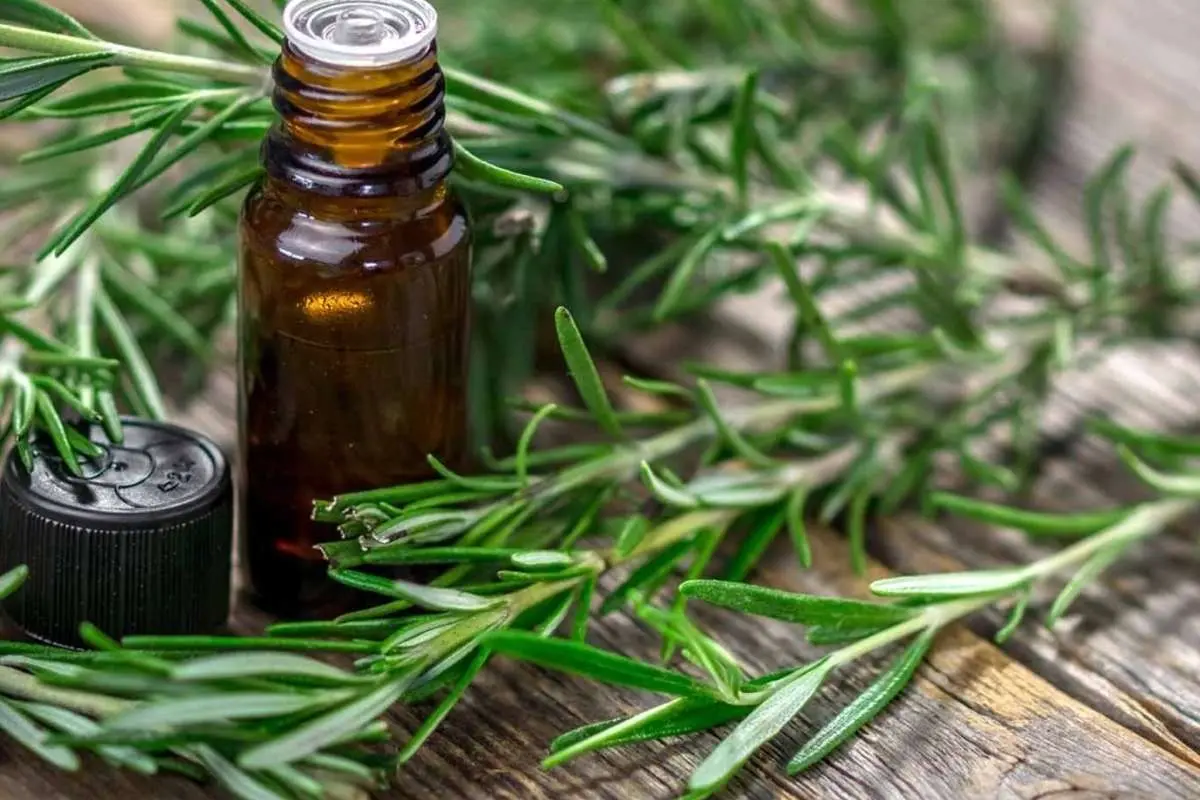 ۶ چاشنی معطر تابستانی که خواص معجزهآسا دارند