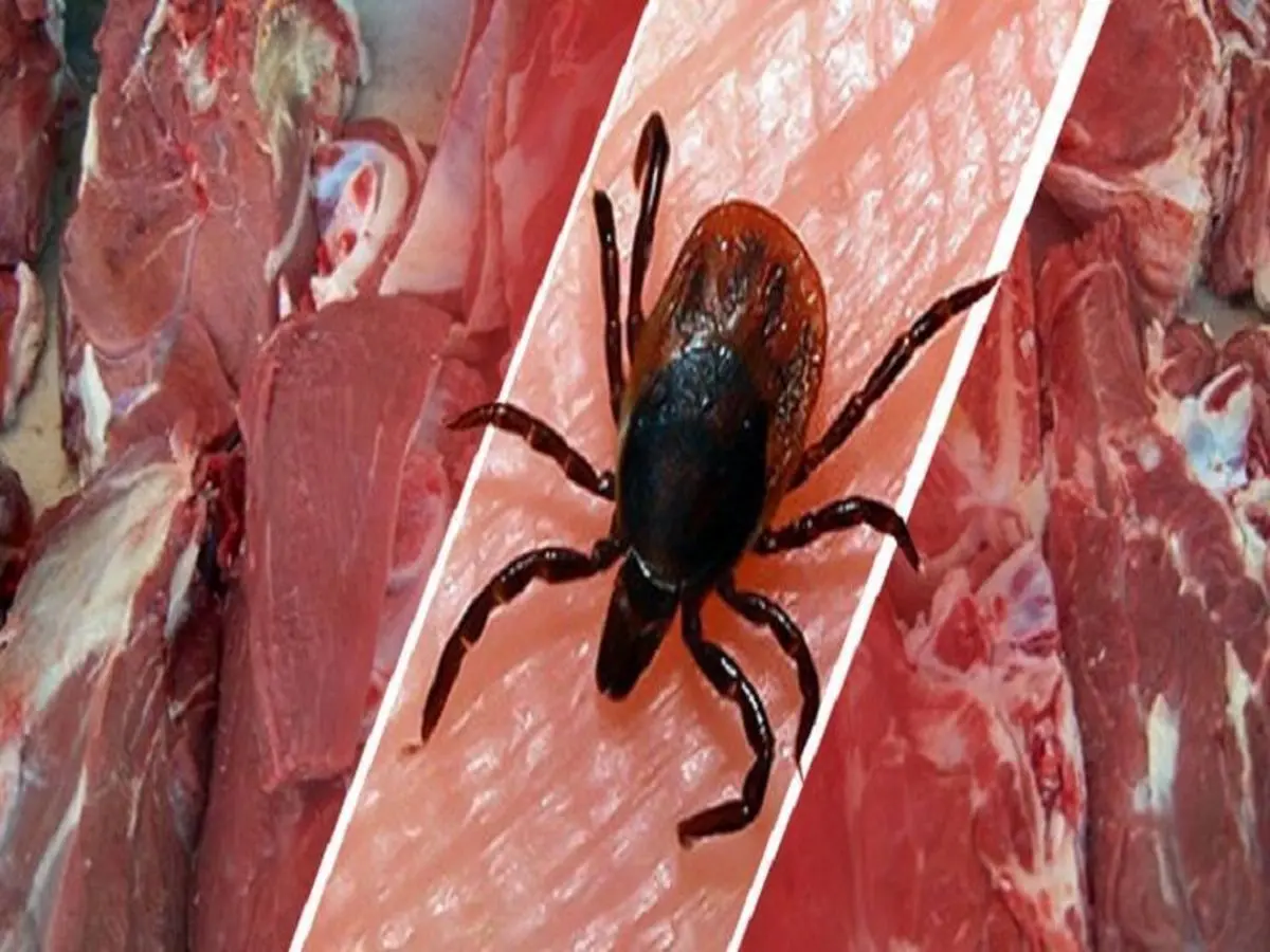 افزایش مبتلایانِ تب کریمه کنگو به ۳۴ نفر؛۲ نفر جان باختند