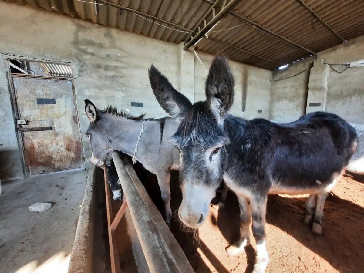 (ویدئو) خرکُشی در حاشیه تهران، گوشت‌های خر از کجا سر درمی‌آورند؟