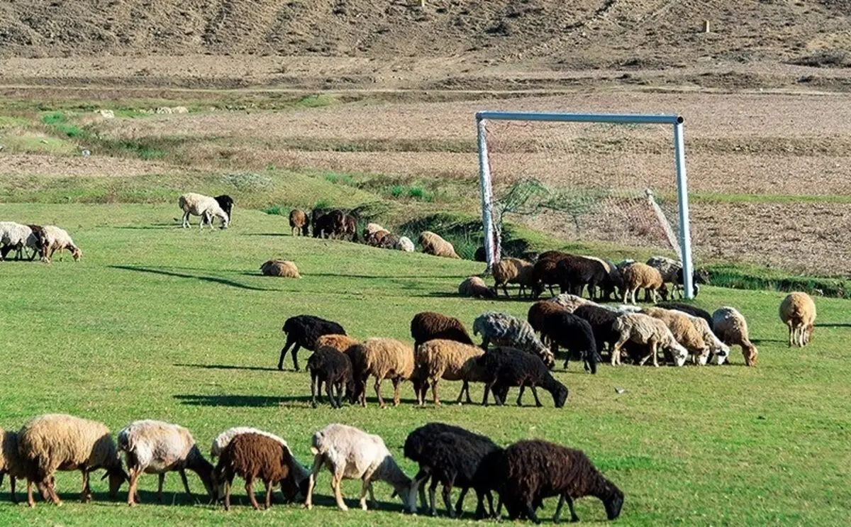 (تصاویر) زمین فوتبال گَت چمن در مازندران