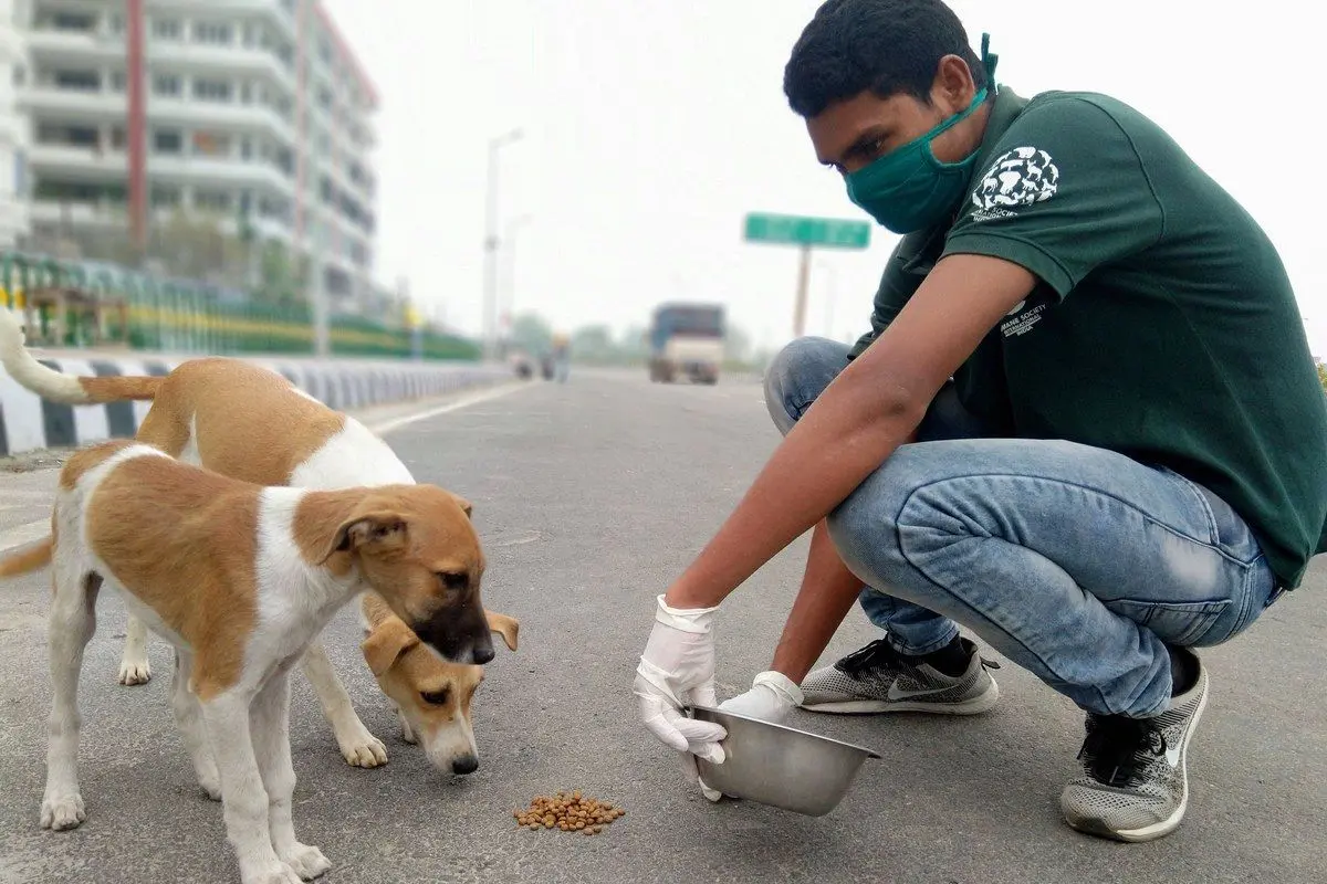 ورود سگ‌ها به پارک ممنوع