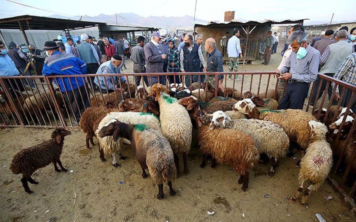 قیمت دام زنده در تهران کیلویی ۸۵ هزار تومان تعیین شد