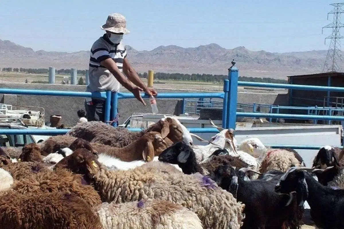 قیمت گوسفند زنده