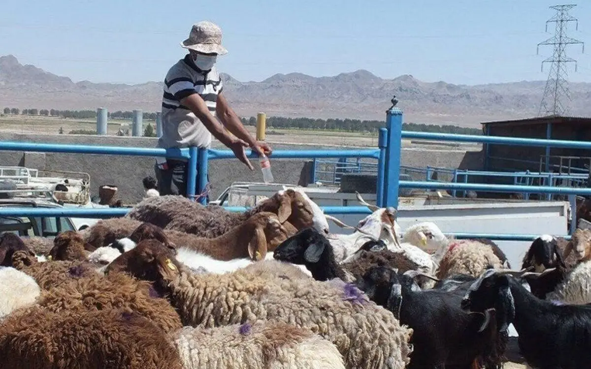 قیمت گوسفند زنده
