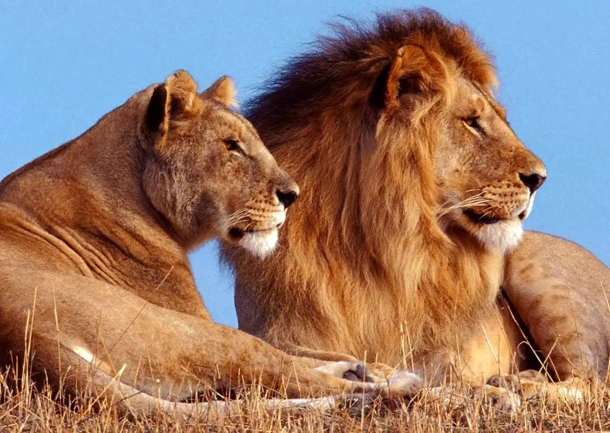 (ویدئو) مواجهه عکاس با شیر؛ نام اثر: ترس