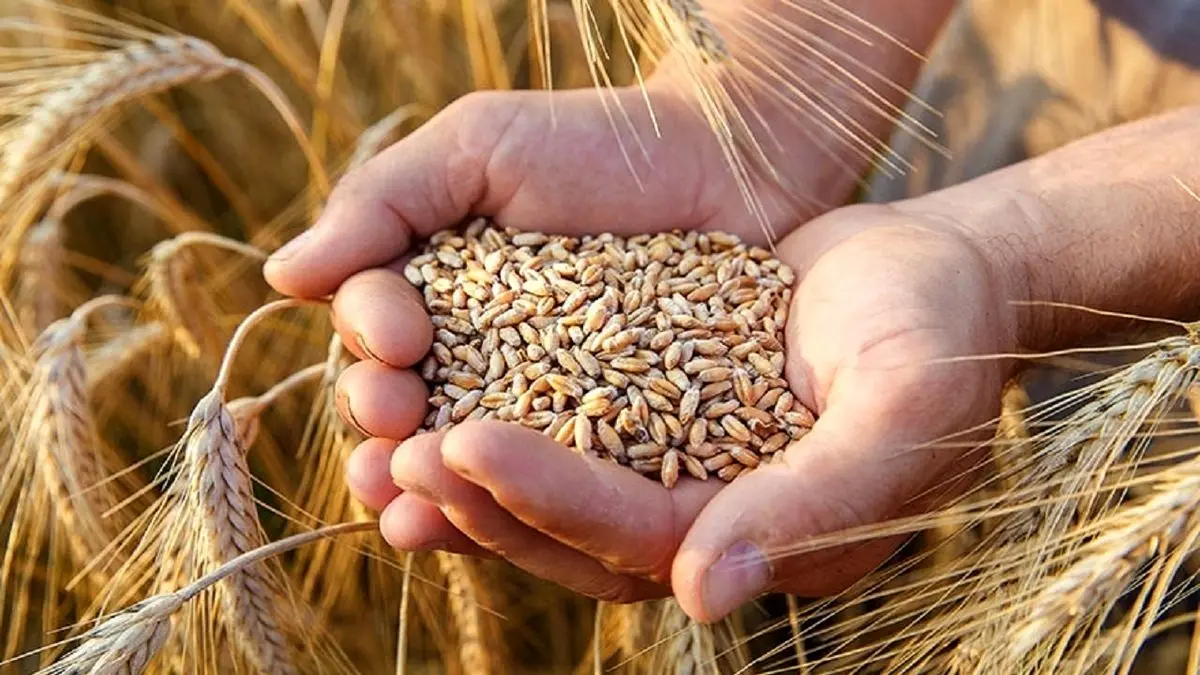 (ویدئو) ماجرای ۳۵۰ تن گندم آلوده در مازندران