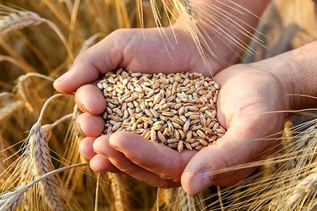 (ویدئو) ماجرای ۳۵۰ تن گندم آلوده در مازندران