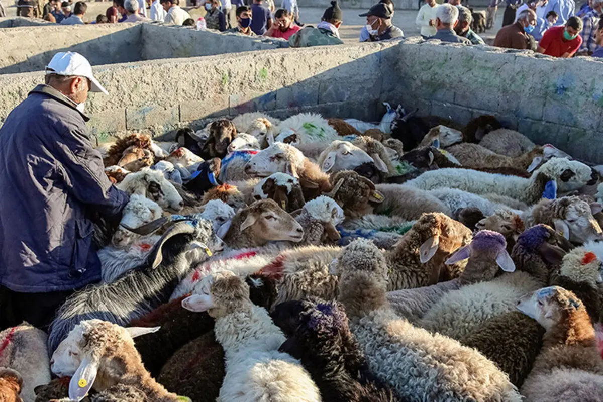 عرضه گوشت دام زنده با قیمت زیر ۸۵ هزار تومان
