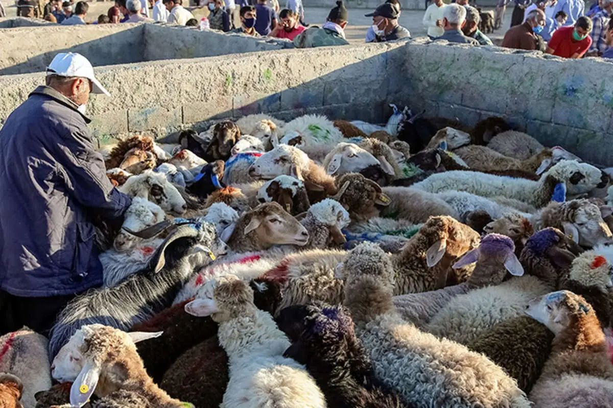 عرضه گوشت دام زنده با قیمت زیر ۸۵ هزار تومان